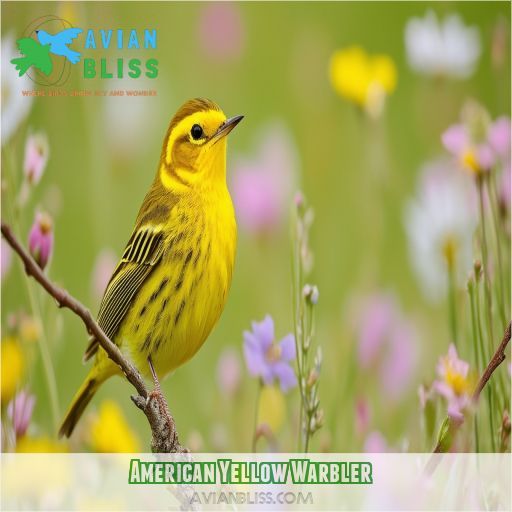 American Yellow Warbler