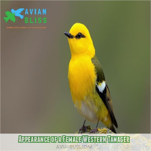 Appearance of a Female Western Tanager