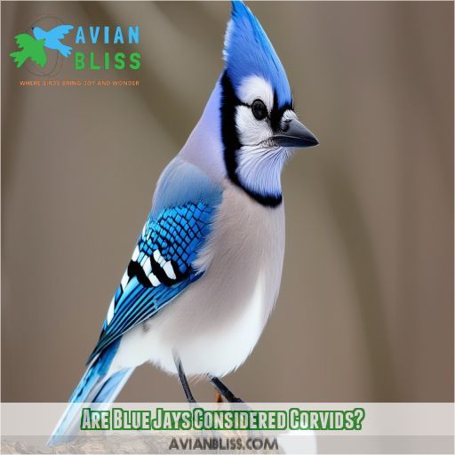 Are Blue Jays Considered Corvids