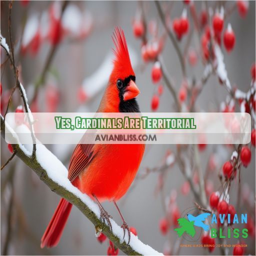 are cardinals territorial