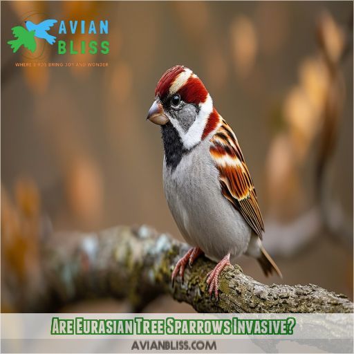 Are Eurasian Tree Sparrows Invasive