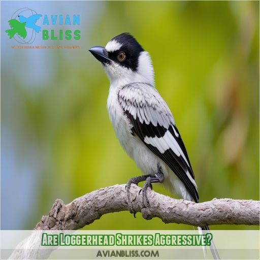 Are Loggerhead Shrikes Aggressive