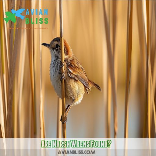 Are Marsh Wrens Found