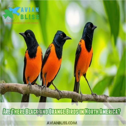 Are There Black and Orange Birds in North America