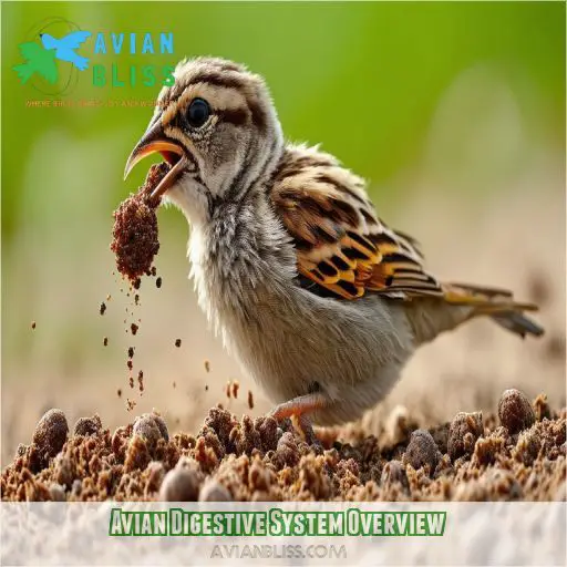 Avian Digestive System Overview