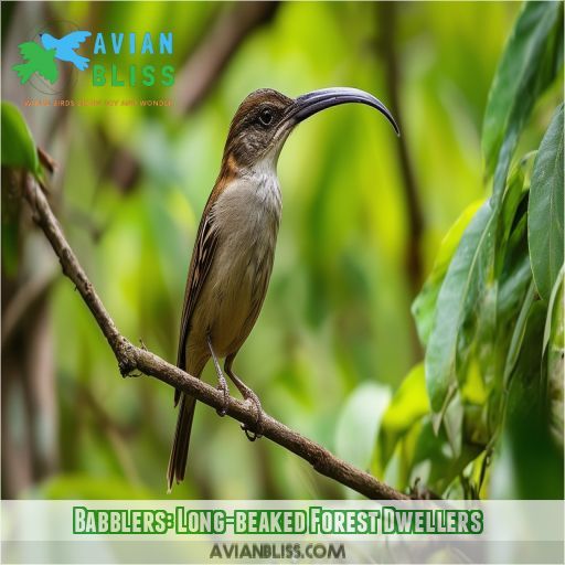 Babblers: Long-beaked Forest Dwellers