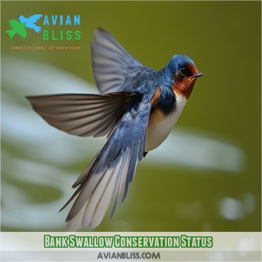 Bank Swallow Conservation Status