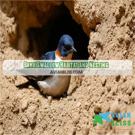 Bank Swallow Habitat and Nesting