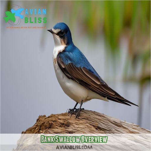 Bank Swallow: All About Their Habitat, Nesting, & Behavior