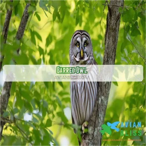 Barred Owl