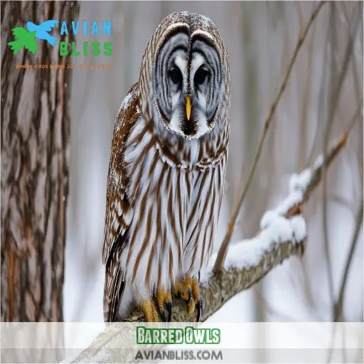 Barred Owls