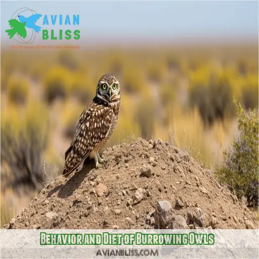 Behavior and Diet of Burrowing Owls