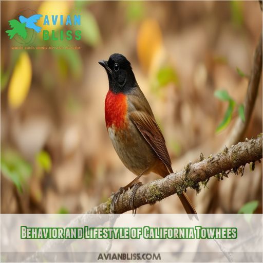 Behavior and Lifestyle of California Towhees