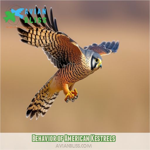 Behavior of American Kestrels