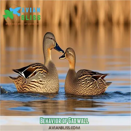 Behavior of Gadwall