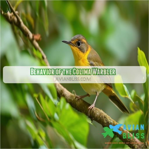 Behavior of the Colima Warbler