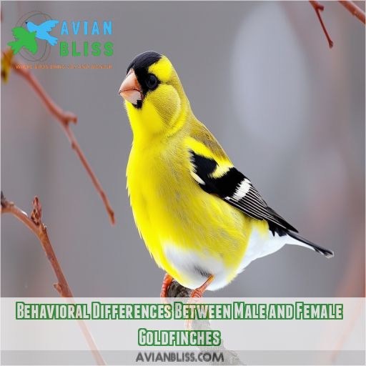 Behavioral Differences Between Male and Female Goldfinches