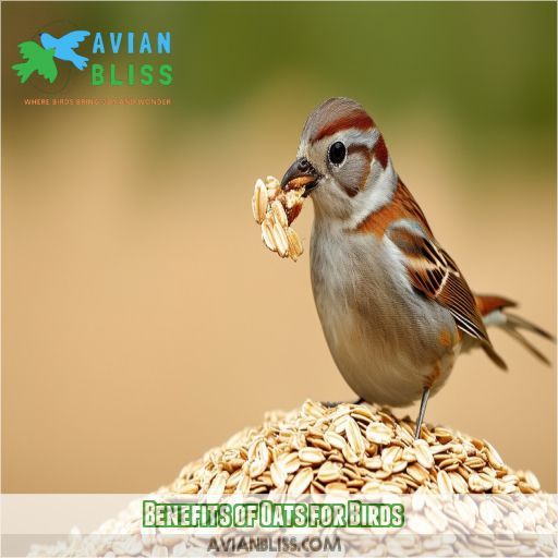 Benefits of Oats for Birds