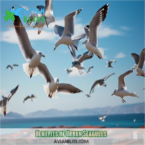 Benefits of Urban Seagulls