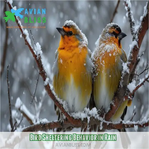 Bird Sheltering Behavior in Rain