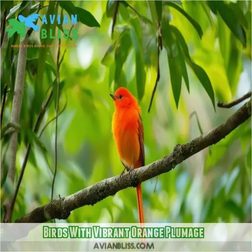 Birds With Vibrant Orange Plumage