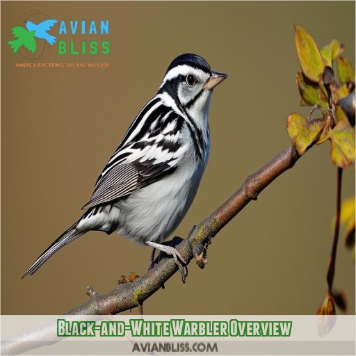 Black-and-White Warbler Overview