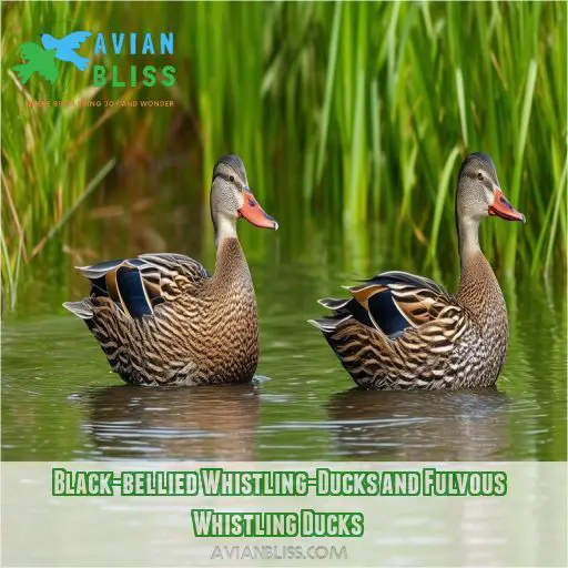 Black-bellied Whistling-Ducks and Fulvous Whistling Ducks