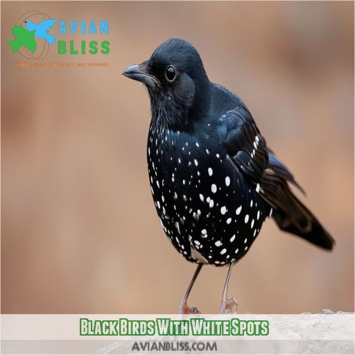 Black Birds With White Spots