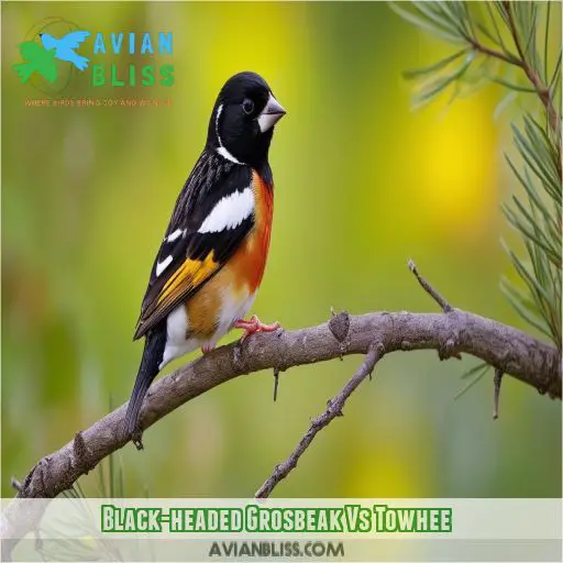 Black-headed Grosbeak Vs Towhee