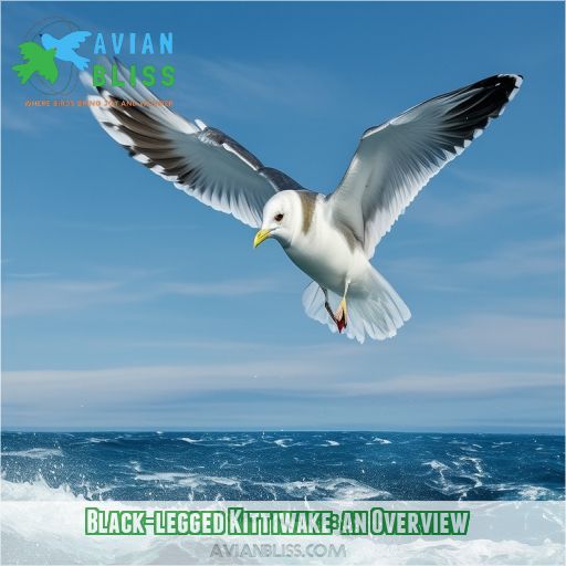 Black-legged Kittiwake: an Overview