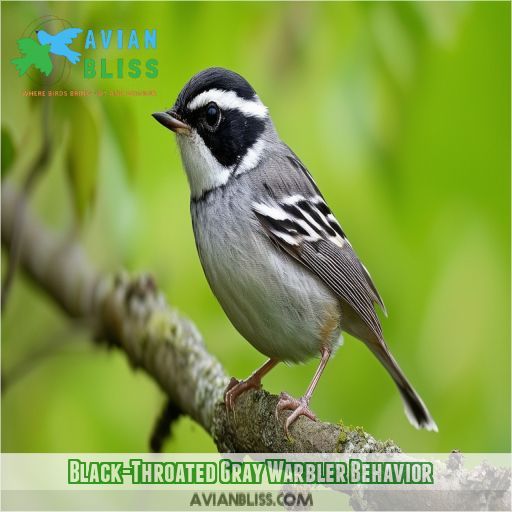 Black-Throated Gray Warbler Behavior