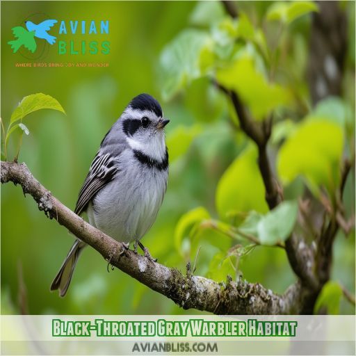 Black-Throated Gray Warbler Habitat