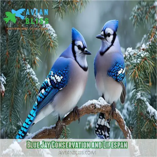 Blue Jay Conservation and Lifespan