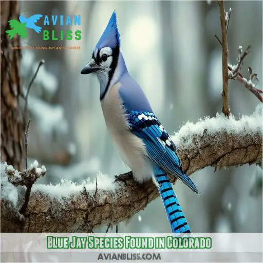 Blue Jay Species Found in Colorado