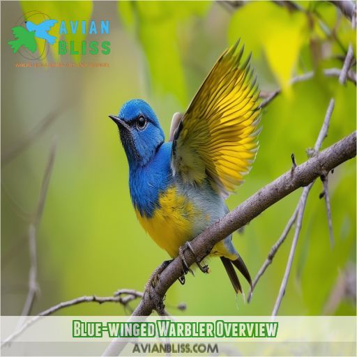 Blue-winged Warbler Overview