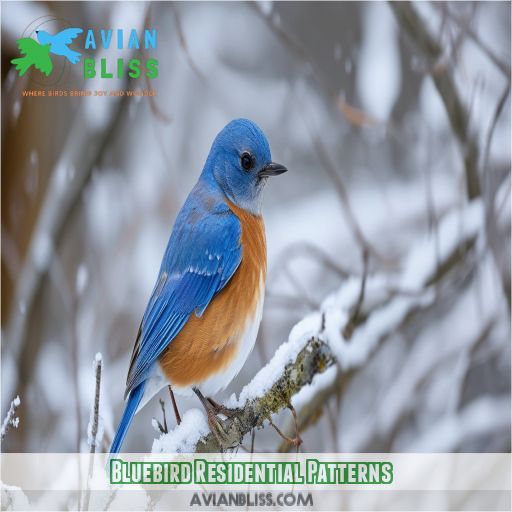 Bluebird Residential Patterns