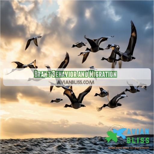 Brant Behavior and Migration