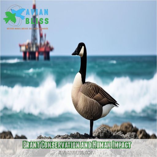 Brant Conservation and Human Impact