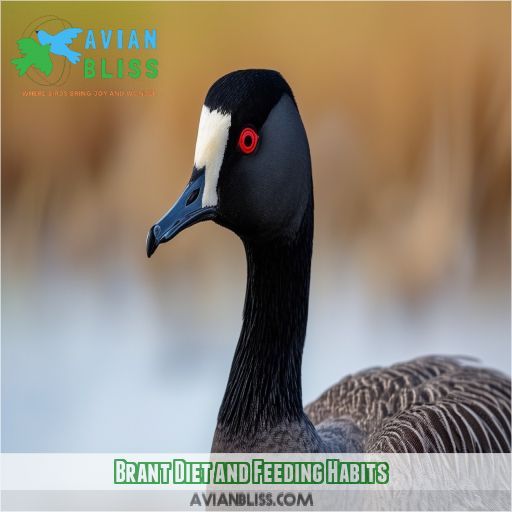 Brant Diet and Feeding Habits