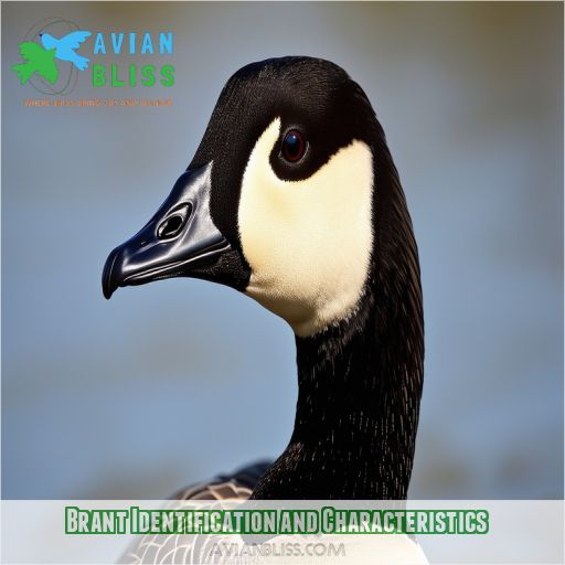 Brant Identification and Characteristics