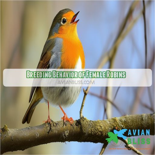 Breeding Behavior of Female Robins