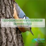 brown headed nuthatch