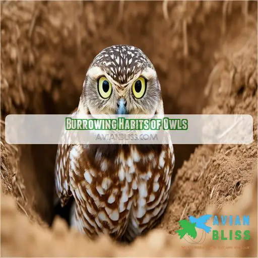 Burrowing Habits of Owls