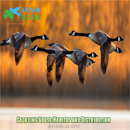 Cackling Goose Habitat and Distribution