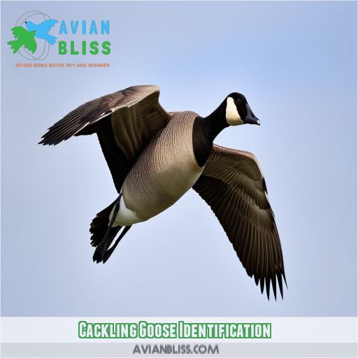 Cackling Goose Identification