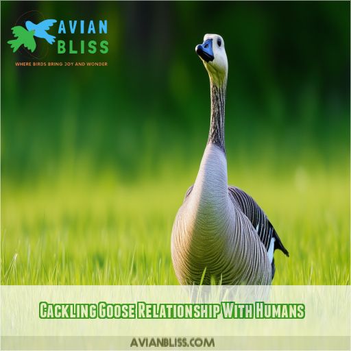 Cackling Goose Relationship With Humans