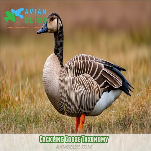 Cackling Goose Taxonomy