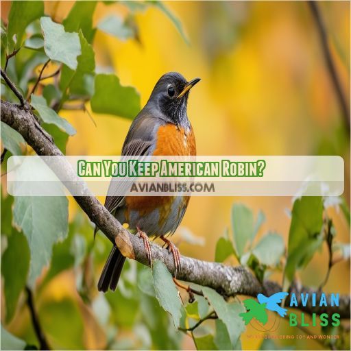 Can You Keep American Robin