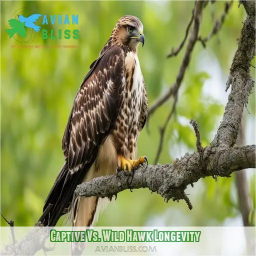 Captive Vs. Wild Hawk Longevity