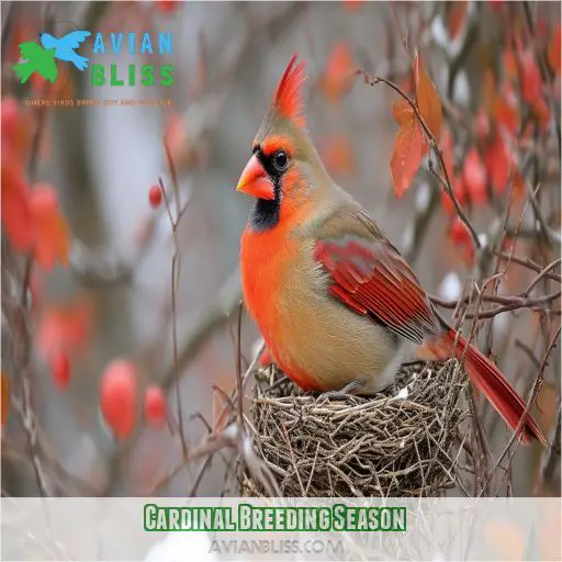 Cardinal Breeding Season